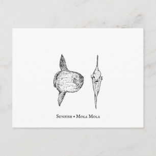 Carte postale Mola Sunfish