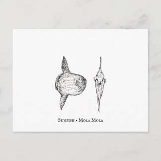 Carte postale Mola Sunfish