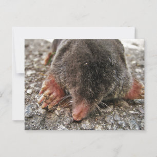 Carte Postale Mole de Broadfoot Nord