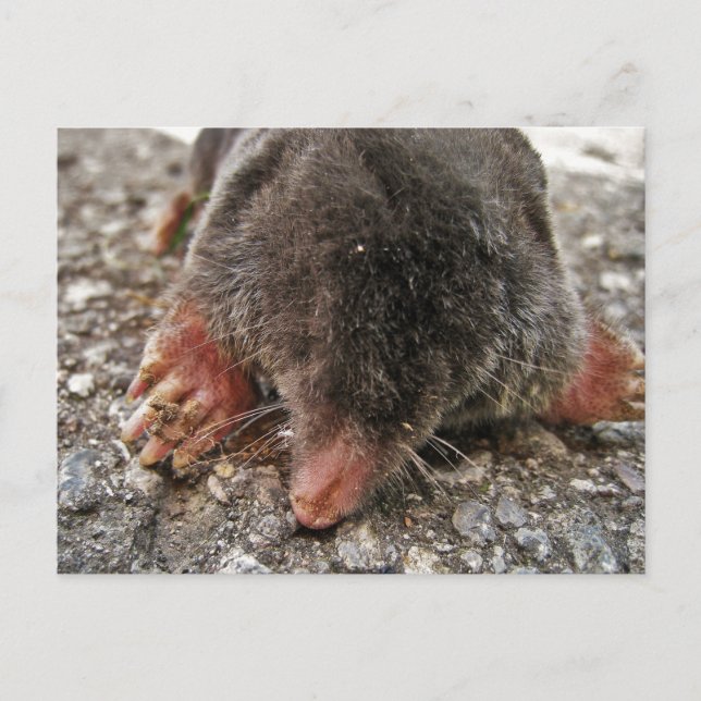 Carte Postale Mole de Broadfoot Nord (Devant)