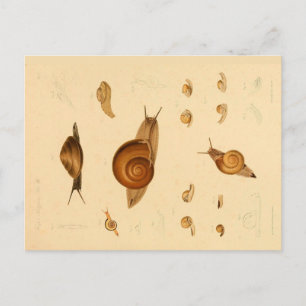 Carte postale Mollusk et Snails vintages