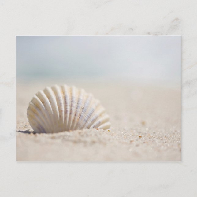 Carte Postale Mollusk Seashell (Devant)