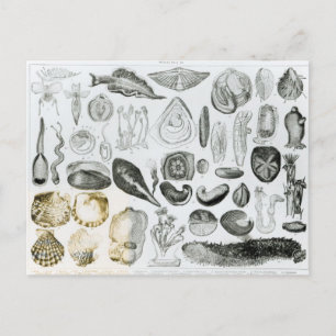 Carte Postale Mollusques