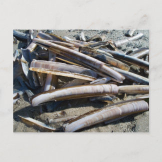Carte Postale mollusques bivalves