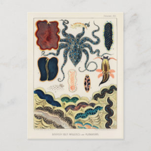 Carte Postale Mollusques et planariens de la Grande Barrière vin