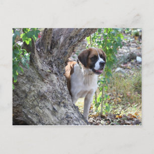 Carte Postale Molly " Quelqu'un dit "PLAYTIME"