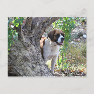 Carte Postale Molly " Quelqu'un dit "PLAYTIME"