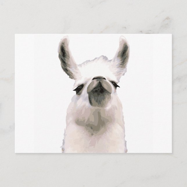 Carte Postale Moma Llama (Devant)