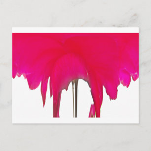 Carte Postale Moment capturé : Une Élégance Pétale Rose Rouge