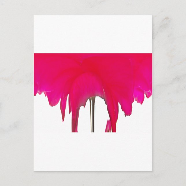 Carte Postale Moment capturé : Une Élégance Pétale Rose Rouge (Devant)