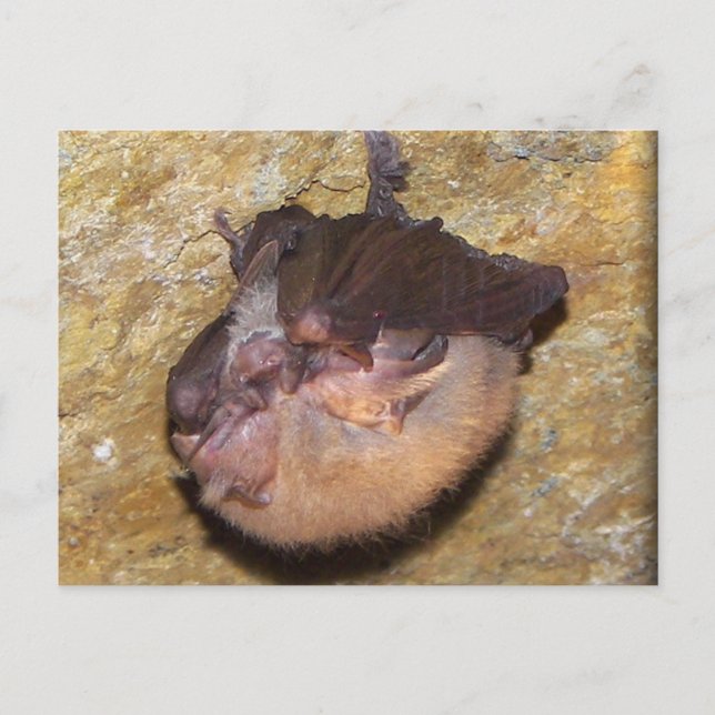 Carte Postale Momma chauve-souris et bébés (Devant)