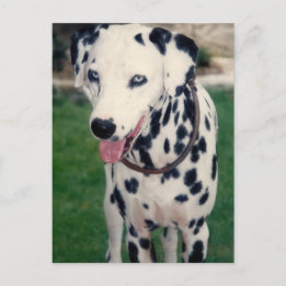 Carte Postale Mon ami pour animaux de compagnie Photo personnali