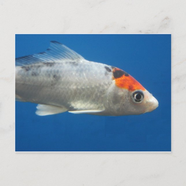 Carte Postale Mon animal de compagnie Koi Fish (Devant)