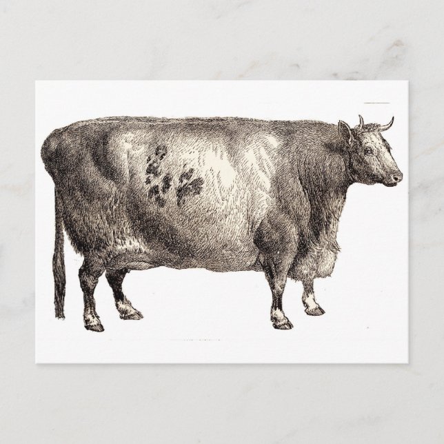 Carte Postale Mon animal de compagnie (taureau ou vache) (Devant)