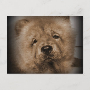 Carte Postale Mon Bébé