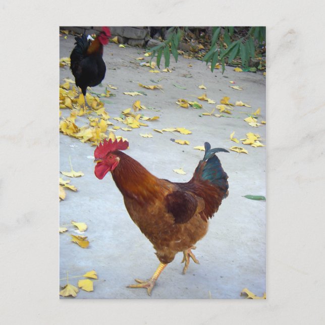 Carte Postale Mon chemin (Devant)