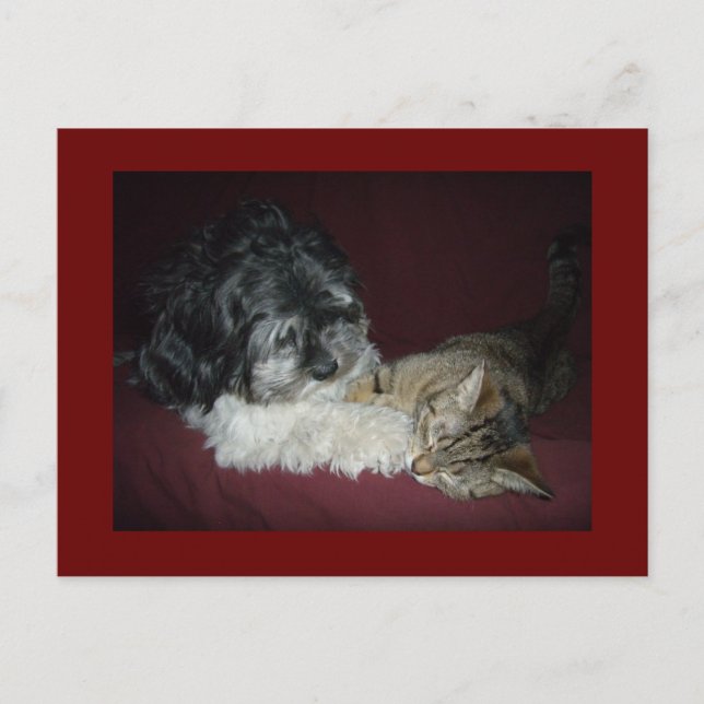 Carte Postale Mon meilleur ami (Devant)