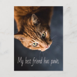 Carte Postale Mon meilleur ami a des pattes, Chat Chaton Mignon