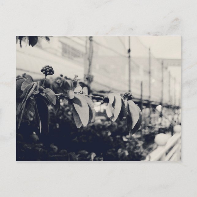 Carte Postale Mon Singapour : Heartlands Series #6 (Devant)