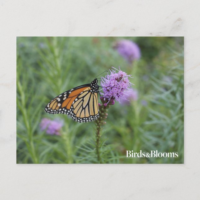 Carte Postale Monarch Butterfly (Devant)