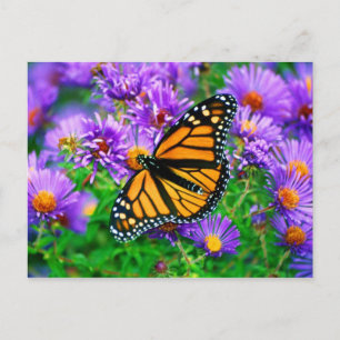 Carte postale Monarch Butterfly