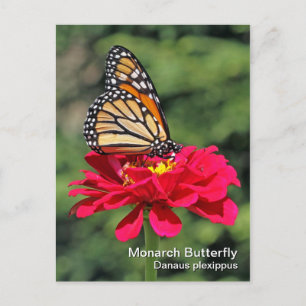 Carte postale Monarch Butterfly