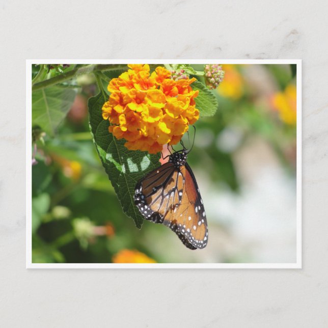 Carte Postale Monarch butterfly postcard (Devant)