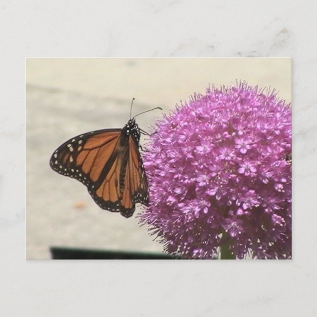 Carte Postale Monarch Butterfly Postcard (Devant)