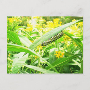 Carte Postale Monarch Caterpillar (Danaus plexippus)