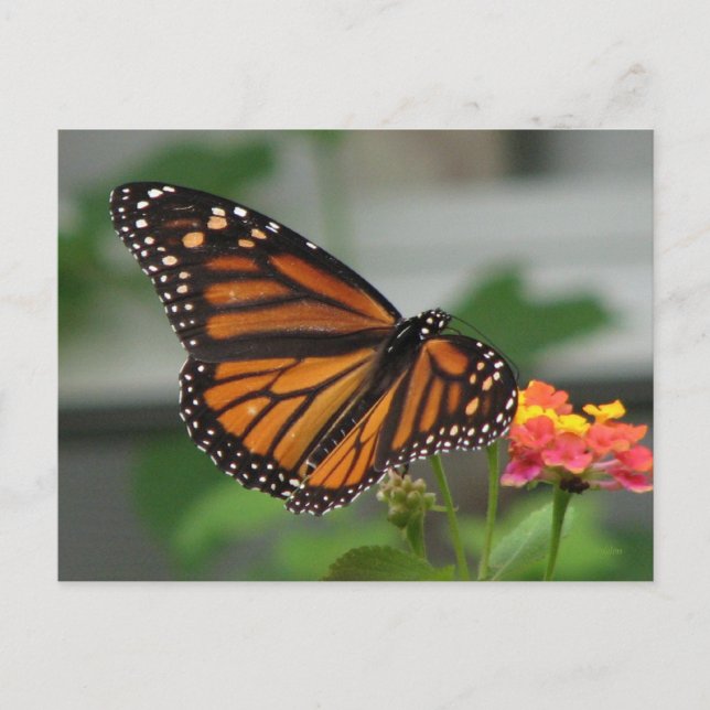 Carte postale Monarch et Lantana (Devant)