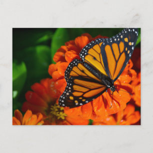 Carte Postale Monarque