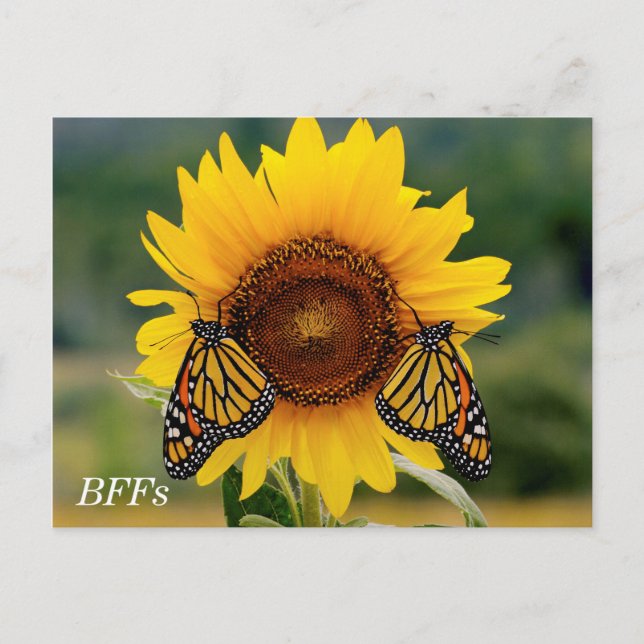 Carte Postale Monarque Butterfies sur Tournesol (Devant)