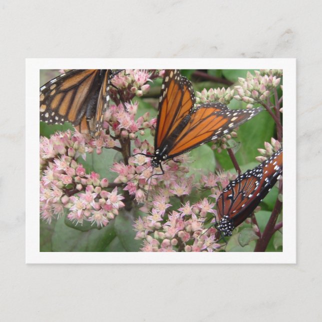 Carte Postale Monarque Butterflies (Devant)
