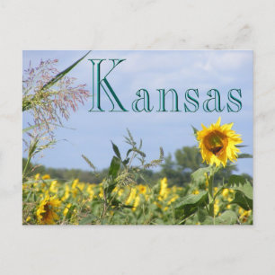 Carte Postale Monarque de tournesol