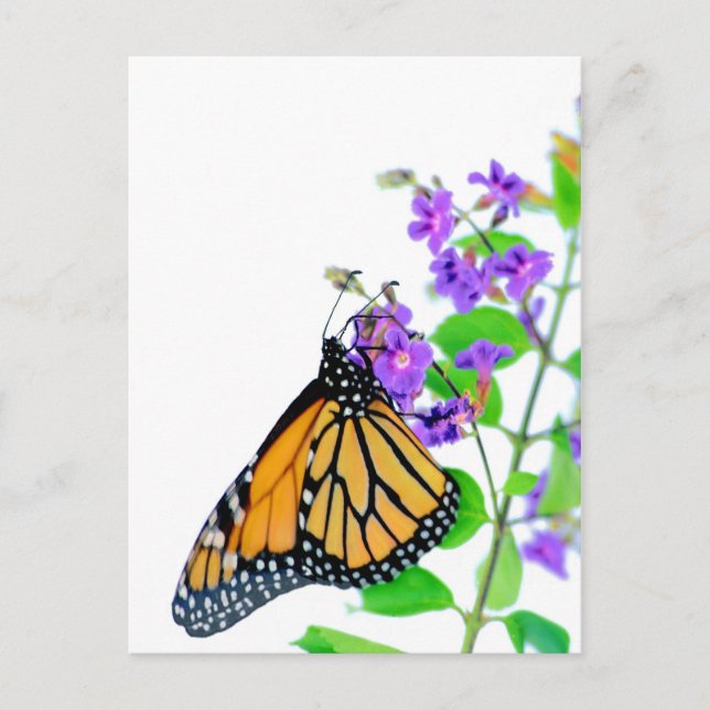 Carte Postale Monarque en fleurs (Devant)