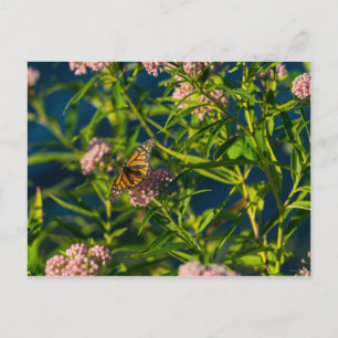 Carte Postale Monarque Et Milkweed