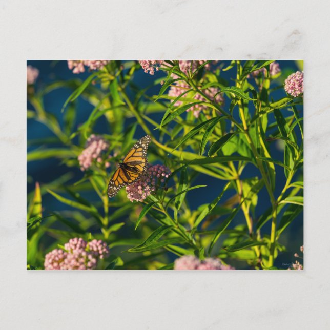 Carte Postale Monarque Et Milkweed (Devant)