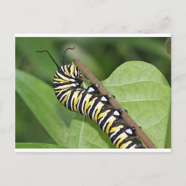 Carte Postale Monarque papillon Caterpillar (Devant)