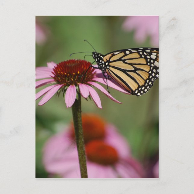Carte Postale Monarque papillon et Black Eyed Susan (Devant)
