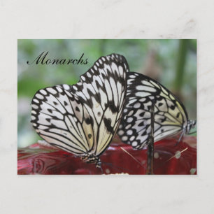 Carte Postale Monarque papillon n° 5
