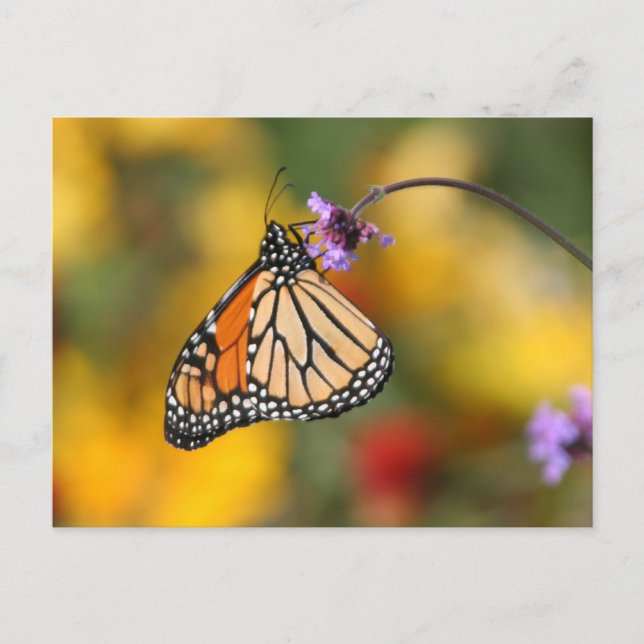 Carte Postale Monarque papillon s'arrête pour le pollen (Devant)
