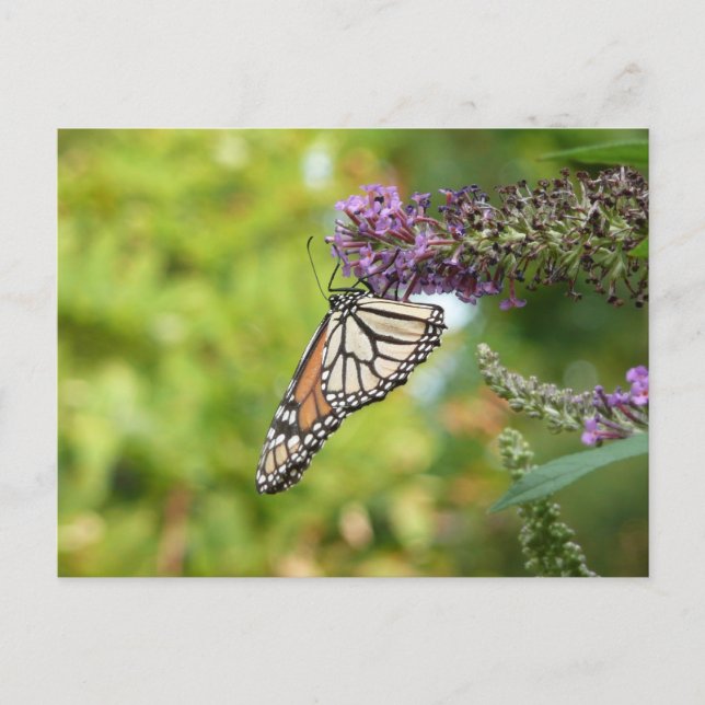 Carte Postale Monarque papillon sur Buddleia pourpre (Devant)