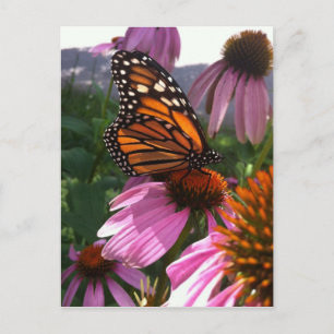 Carte postale - Monarque papillon sur coneflower