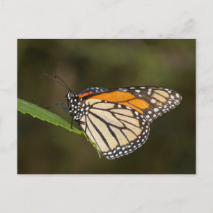 Carte Postale Monarque perché sur une feuille