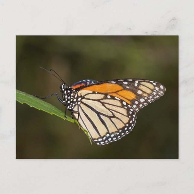 Carte Postale Monarque perché sur une feuille (Devant)