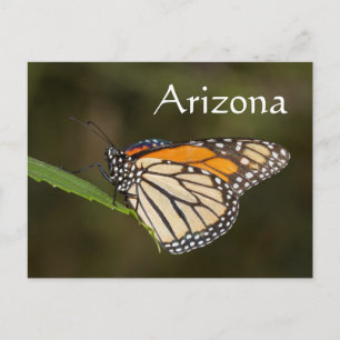 Carte Postale Monarque perché sur une feuille, Arizona