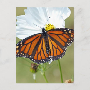 Carte Postale Monarque sur Cosmos