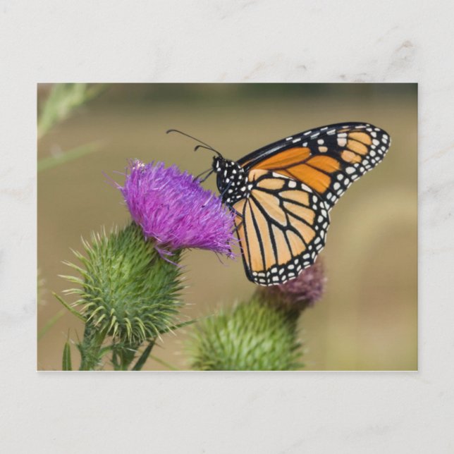 Carte Postale Monarque sur Prairie de Chardons à Prairie Ridge (Devant)