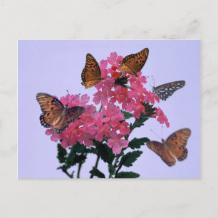 Carte Postale Monarques et Penta rose