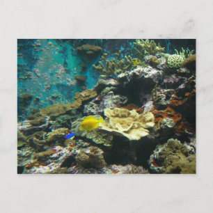 Carte Postale Monde sous-marin coloré / Coral Reef Marine Life l